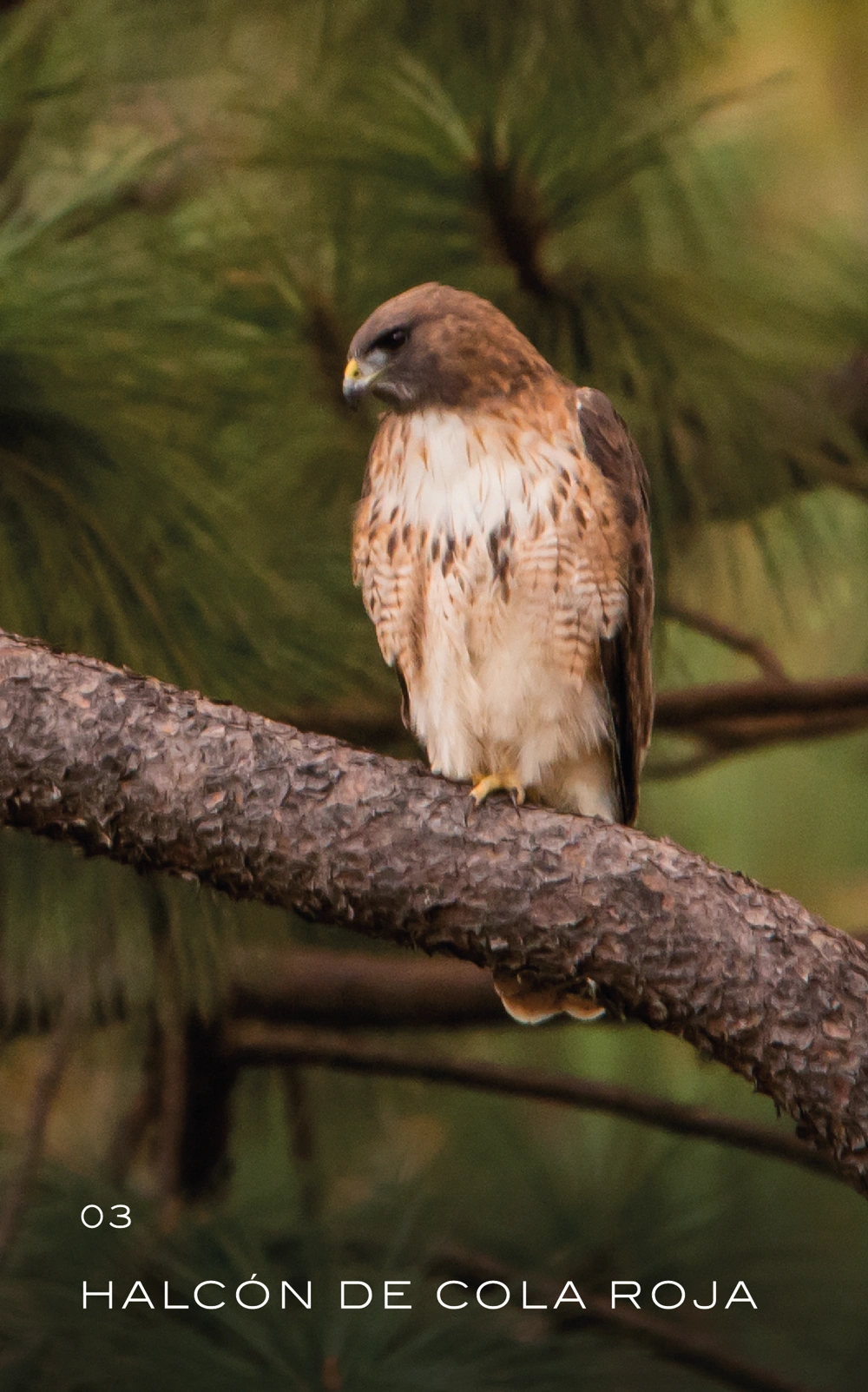 animal-03_Mesa de trabajo 1