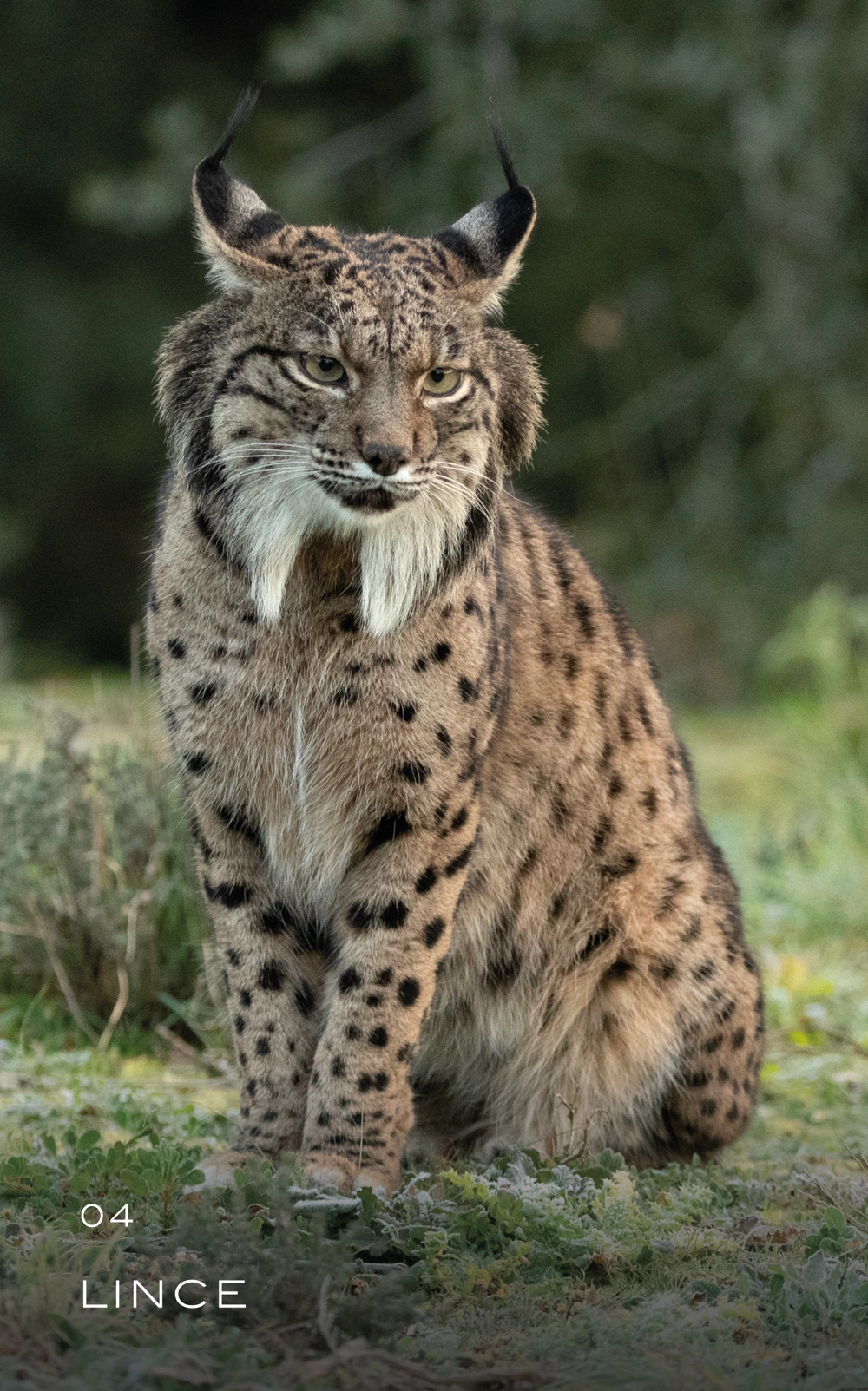 animal-04_Mesa de trabajo 1