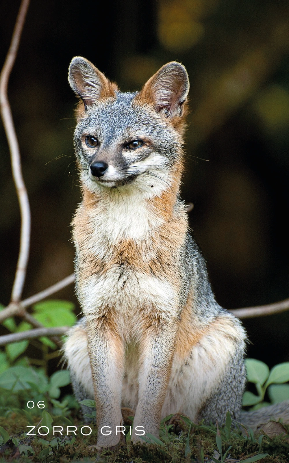 animal-06_Mesa de trabajo 1