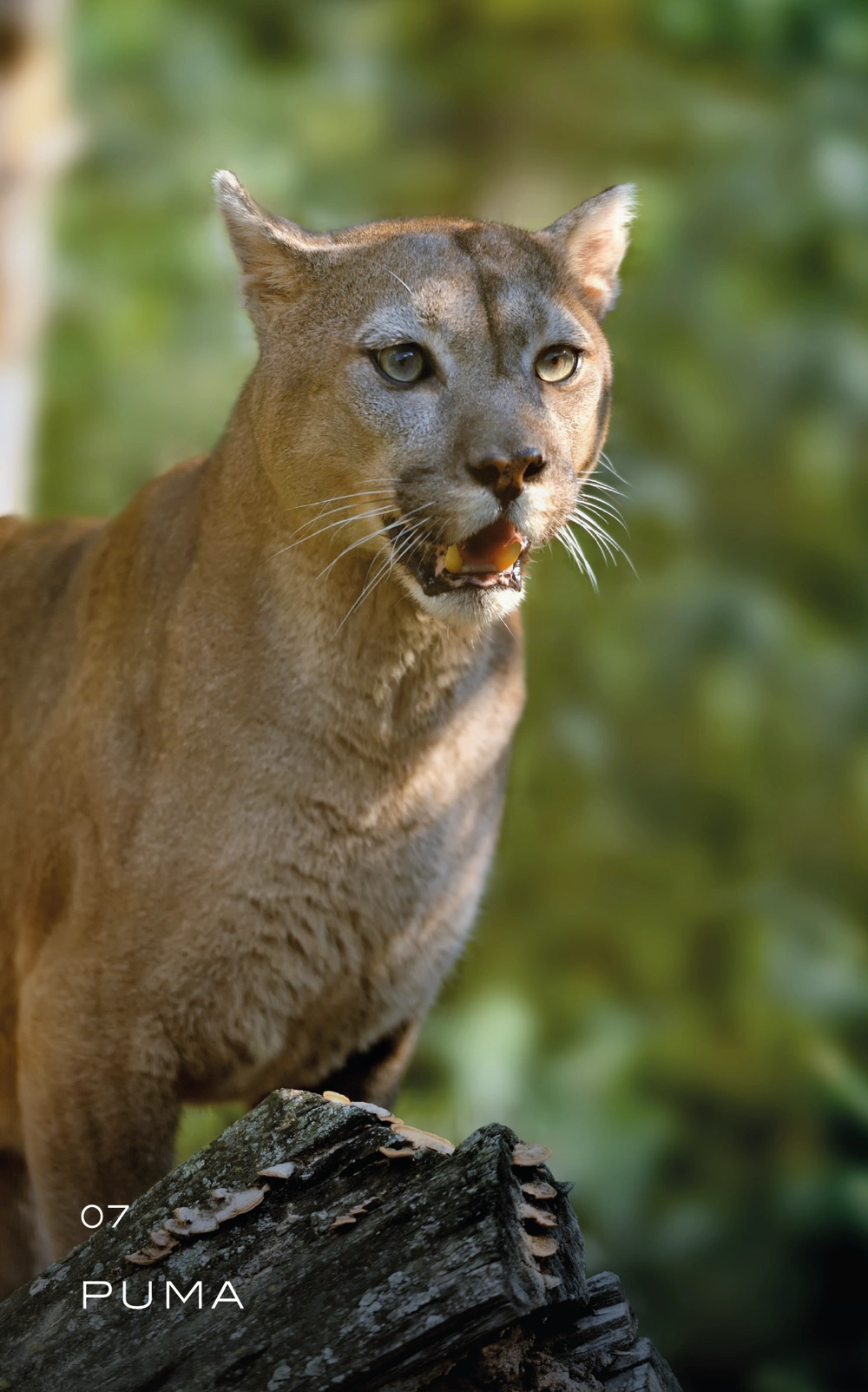 animal-07_Mesa de trabajo 1