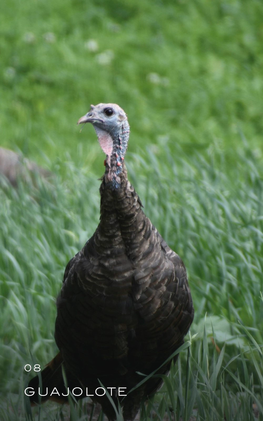 animal-08_Mesa de trabajo 1