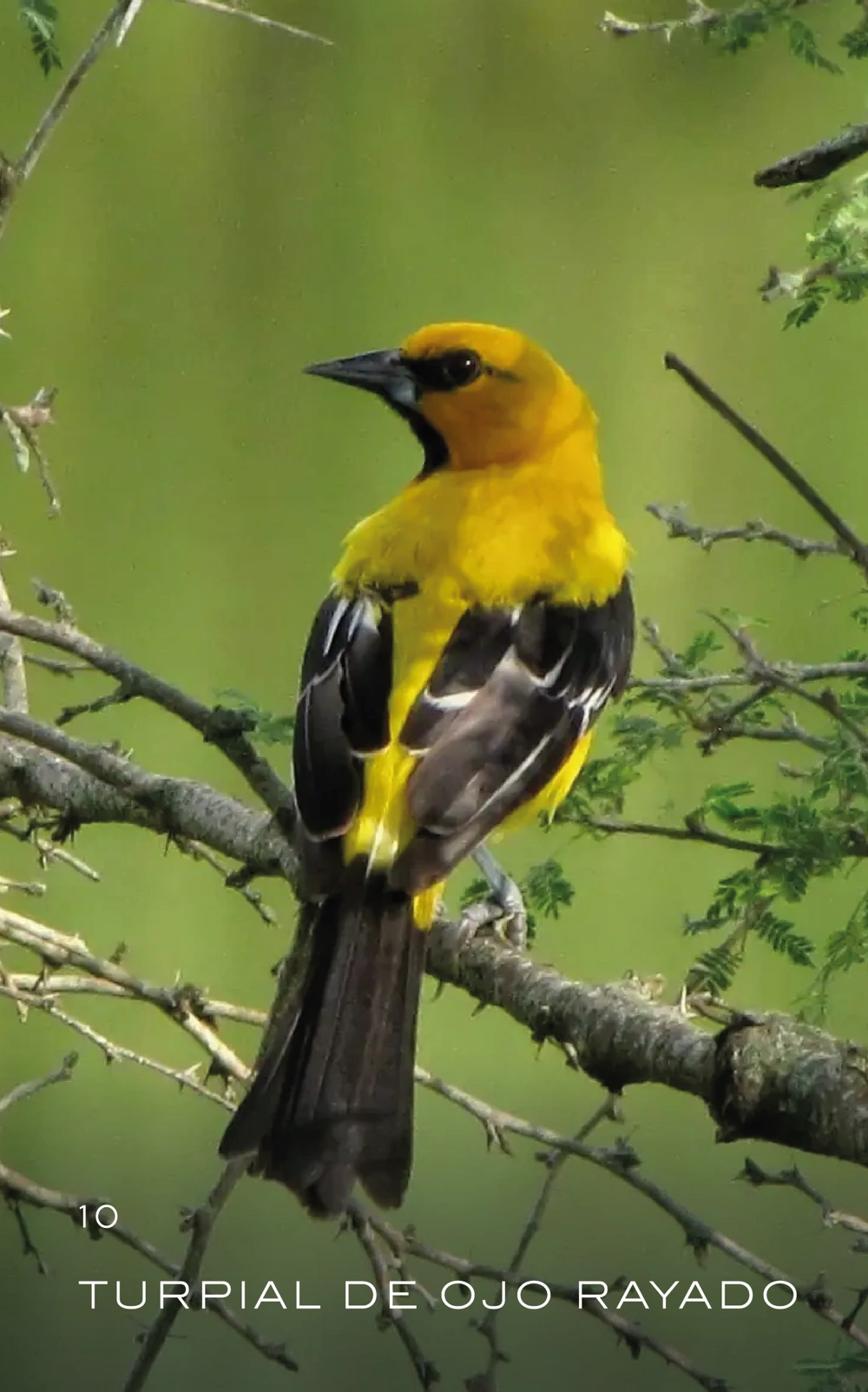 animal-10_Mesa de trabajo 1