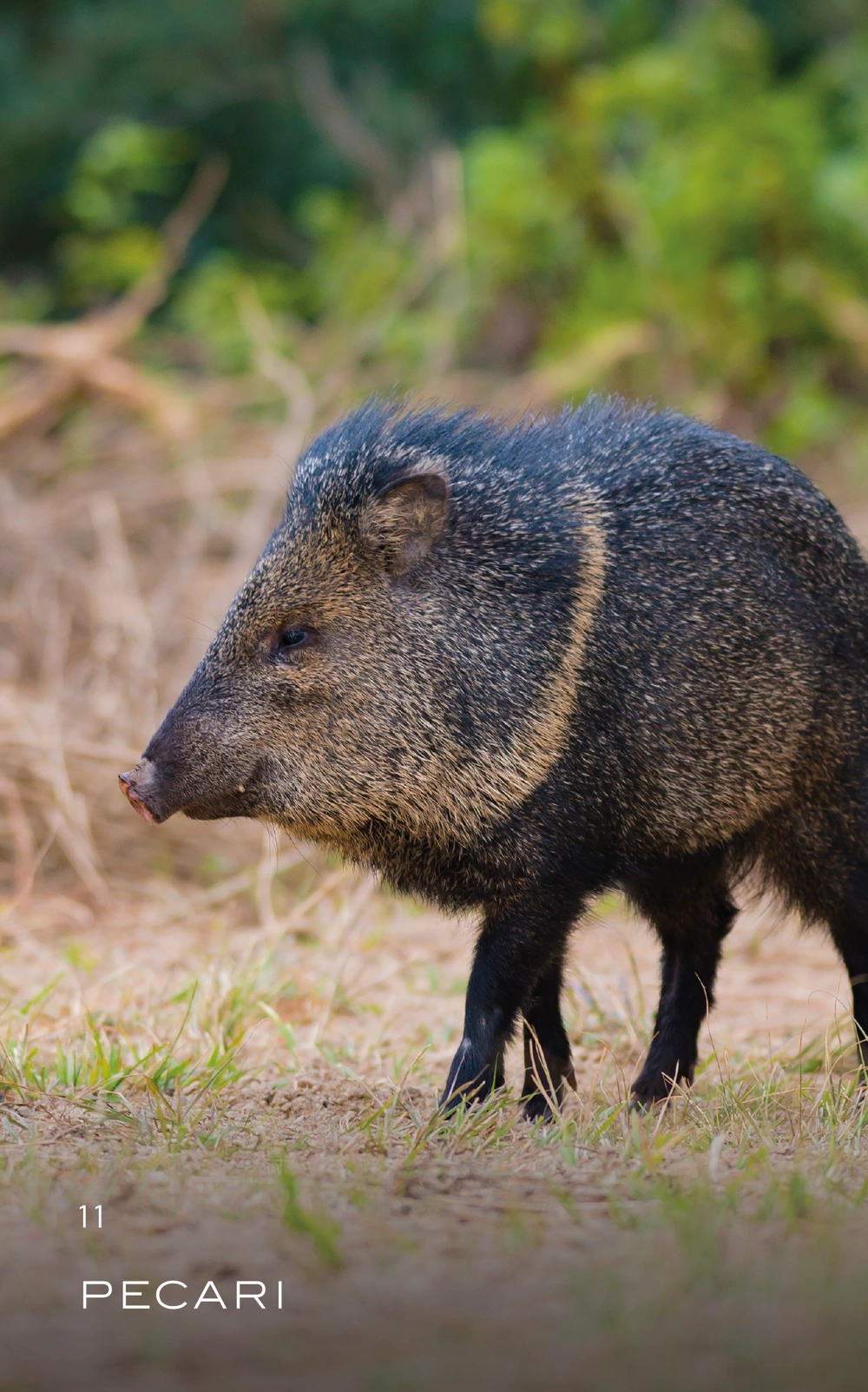 animal-11_Mesa de trabajo 1