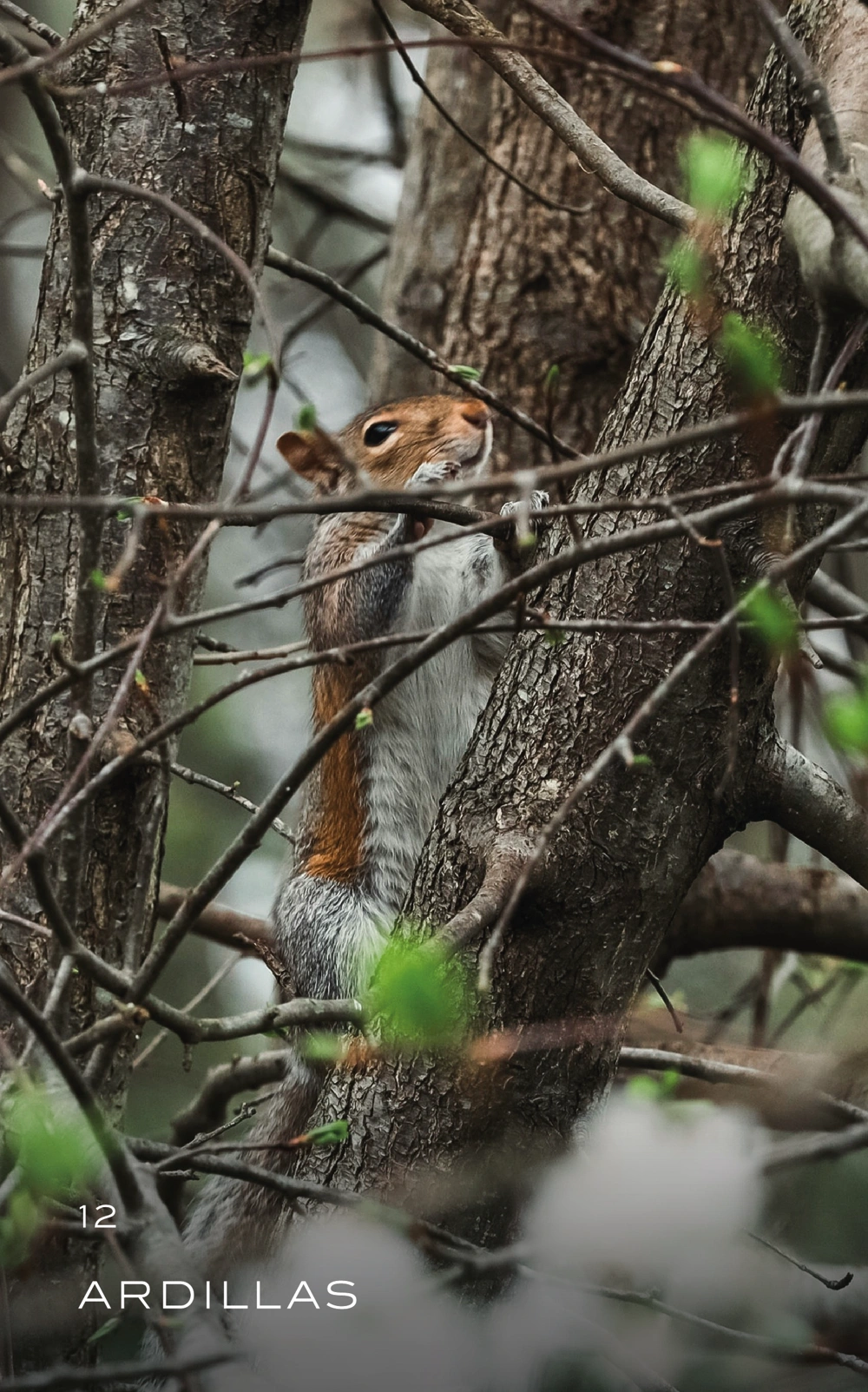 animal-12_Mesa de trabajo 1