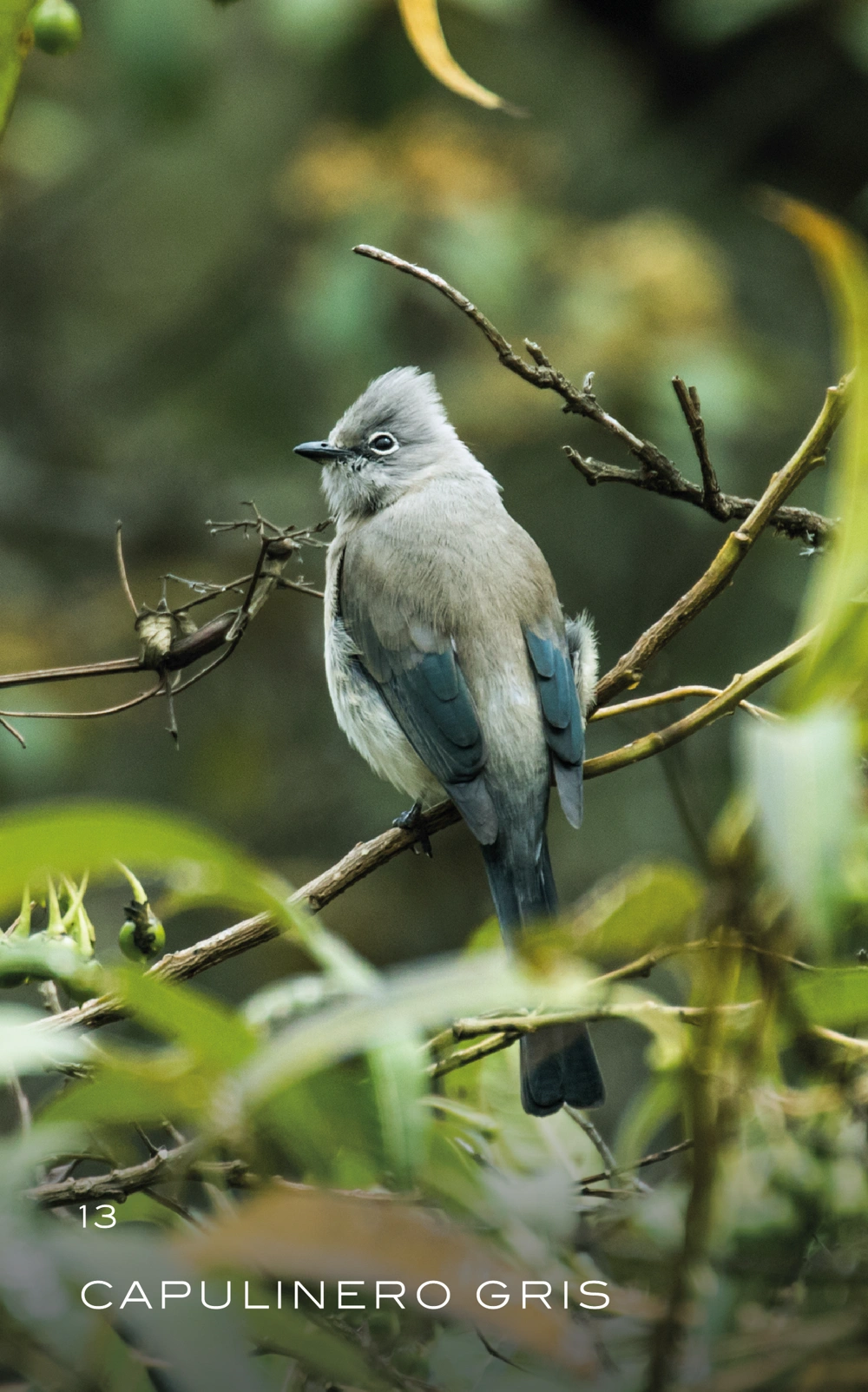 animal-13_Mesa de trabajo 1